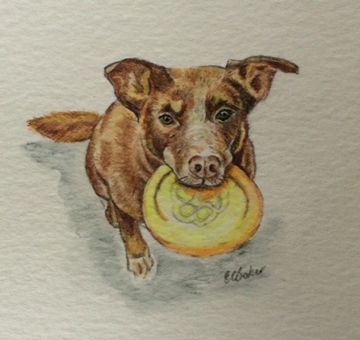 Dingo